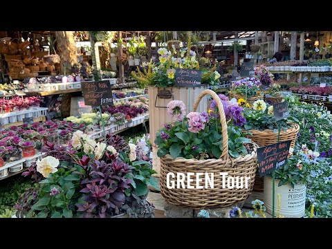 園芸 チャイニーズポドフィル、チャイニーズメイアップル