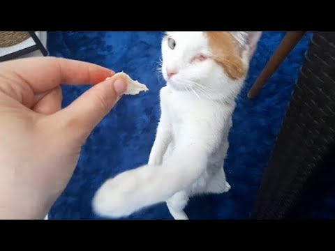 My Cat's Chicken Love