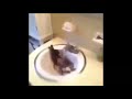 I GET UP rabbit in sink