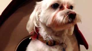 Dog Product Review : Crystal Eye Tear Stain Remover