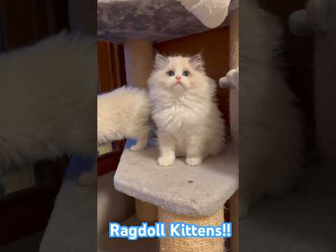 Cute Ragdoll Kittens #shorts #catshorts #ragdollcat