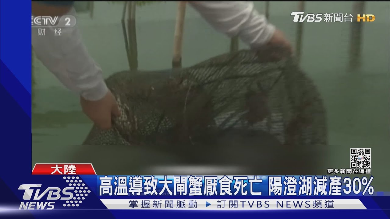 高溫導致大閘蟹厭食死亡　陽澄湖減產30%