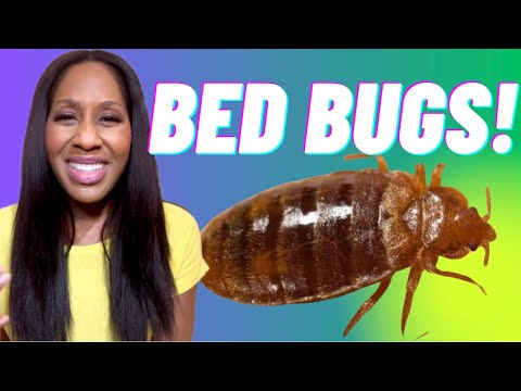 How Dangerous Are Bed Bugs? What Are the Symptoms? How Do You Get Rid of Bed Bugs?