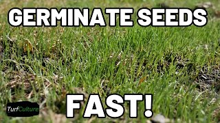 EASY Pre Germinating Grass Seed for FAST Establishment!