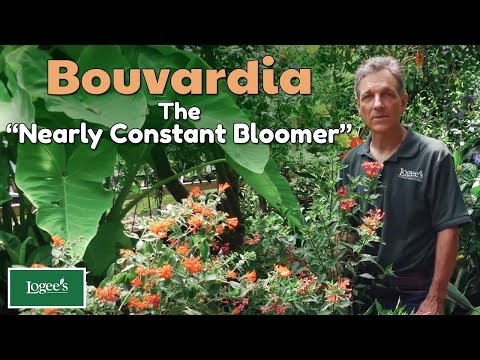 , title : 'Bouvardia: The “Nearly Constant Bloomer”'