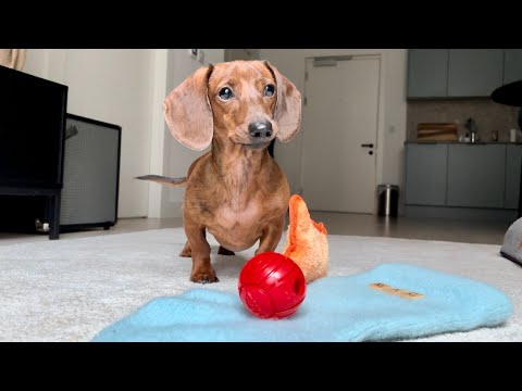 Mini dachshund opens his Christmas presents!