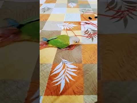 pineapple conure talking🦜#birds #flowers #highlights