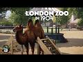 Planet Zoo In 1904 Incredible London Zoo Recreation