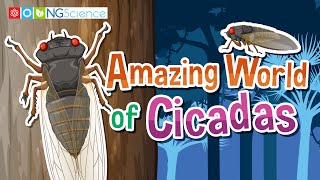 Amazing World of Cicadas