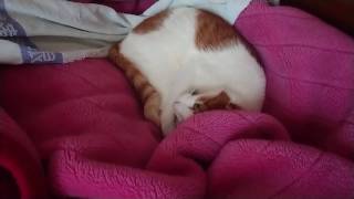 【猫動画】眠そうなネコにちゅ～るをあげようと思ったら……