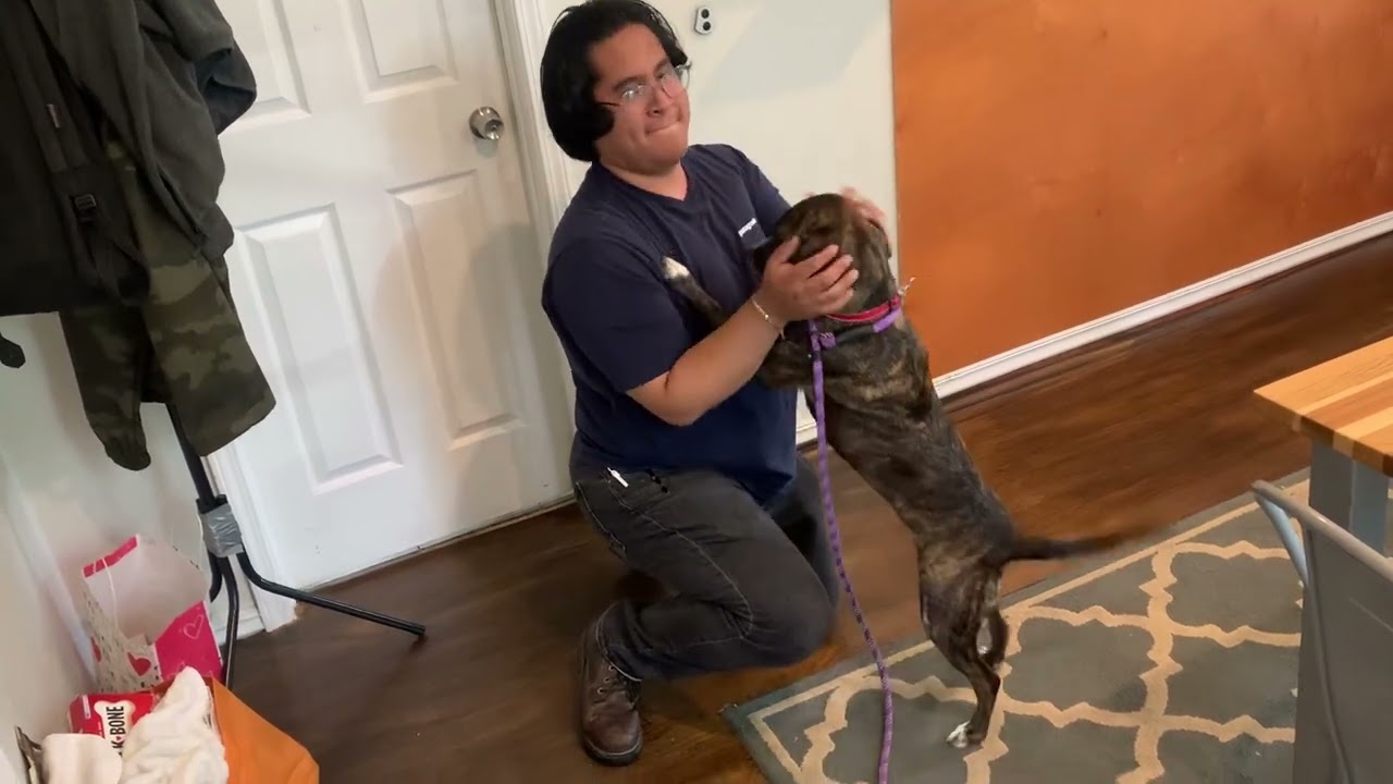 Estelle, a Adoptable mixed breed in Chicago, IL video 6/6