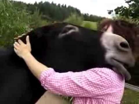 Esel führt einen Erblindeten durch den Wald