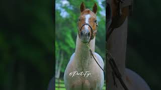 Relincho caballo rosillo