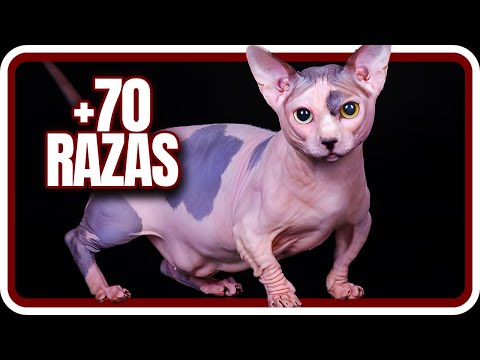 TODAS las razas de GATOS que existen en el MUNDO :O