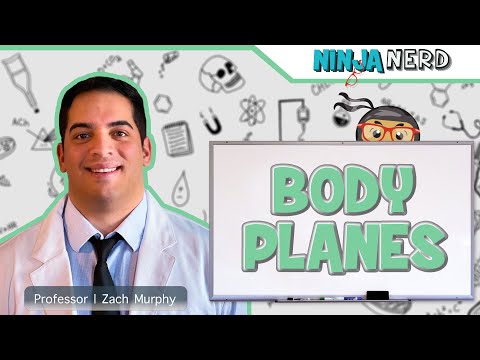Body Planes & Sections