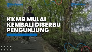 Kabar Baik! Kawasan Konservasi Mangrove dan Bekantan di Kota Tarakan Kini Mulai Dibuka Kembali