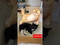 When Orange Cat Sees Tuxedo Cat Shorts Tuxedocat Blackcat Orangecat Cutecat Funnycats Capcut
