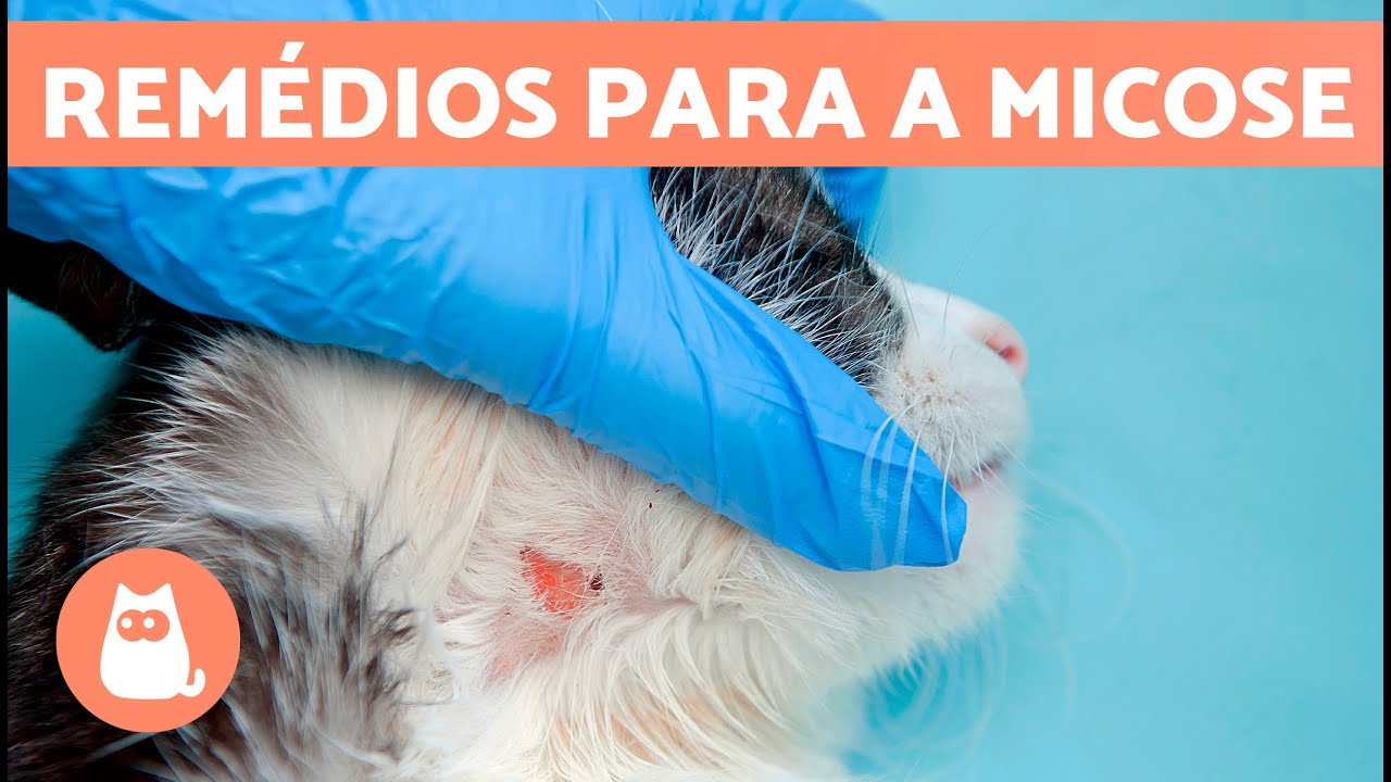 7 REMÉDIOS CASEIROS para MICOSE em gatos 🐱 🐱