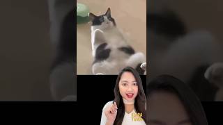 Download lagu SIAPA YANG PELIHARA KUCING COBA ABSEN 😍☝🏻 | Klara Tania #shorts mp3
