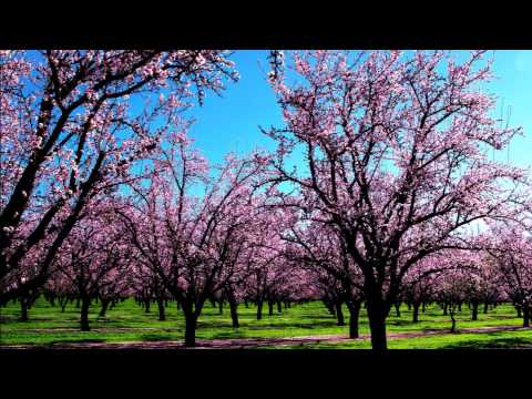 Vivaldi Spring (Full HD) Classical music