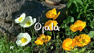 José Madero - Ojalá (Letra)