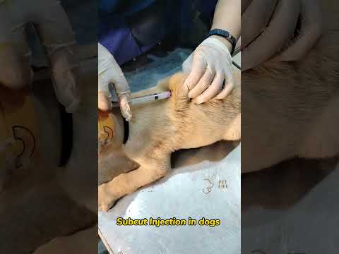 Cefko-T Ceftrixone And Tazobactam Injection, 1 vial, Tazobactam Strength: 62.5 mg