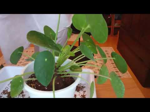 ピレア・ペペロミオイデスの吸盤を植え替えたほうがいいでしょうか？植物にはどんな土を使えばいいのでしょうか？  庭園