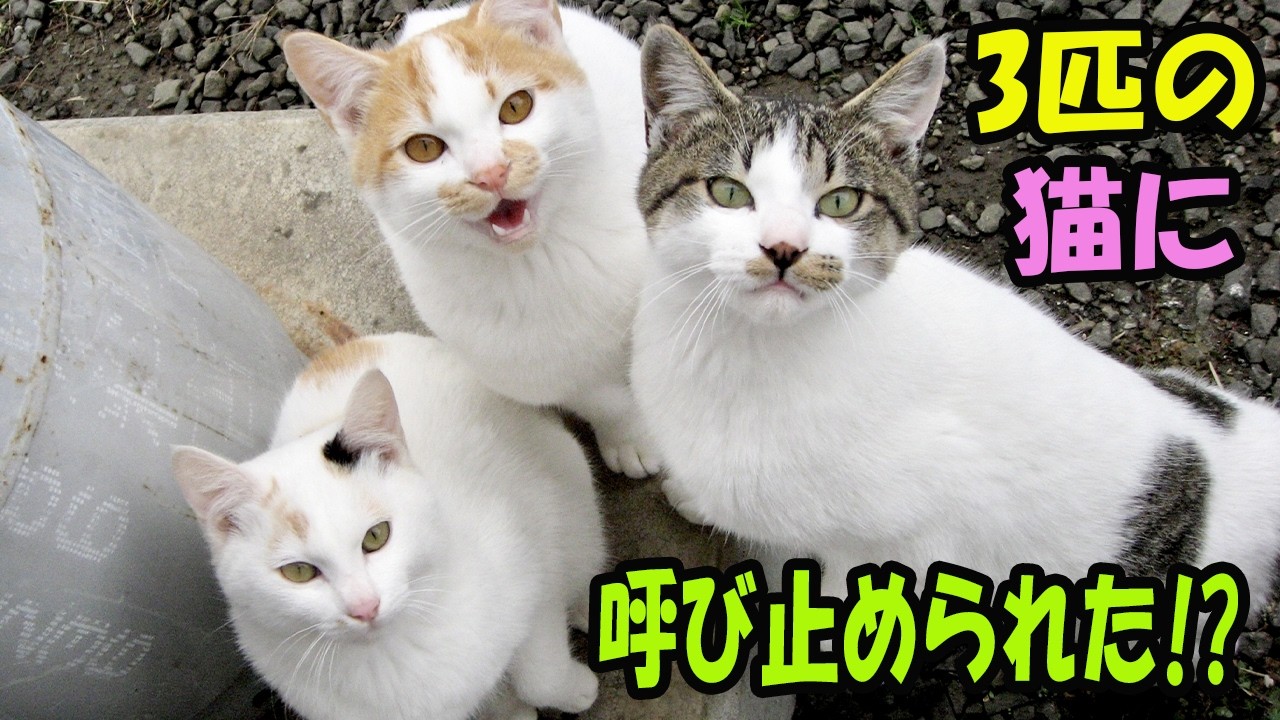 電信柱の下で3匹の猫に呼び止められた?! 【猫の不思議な話】【朗読】