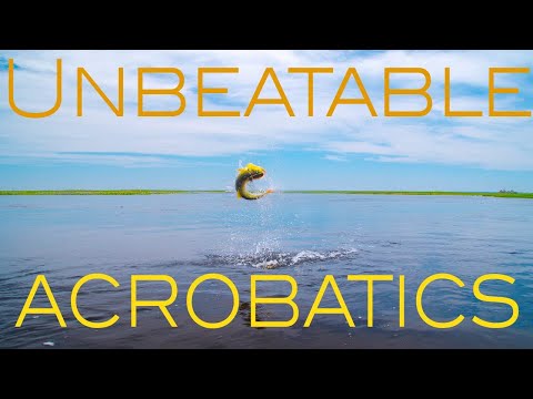 Dorado Jumps at Pirá Lodge - Season 2017