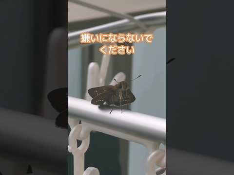 園芸 鱗翅目または蝶