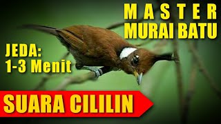 Download lagu MASTERAN MURAI BATU 🔴 suara CILILIN berjeda 1-3 menit mp3 Download lagu MASTERAN MURAI BATU 🔴 suara CILILIN berjeda 1-3 menit mp3