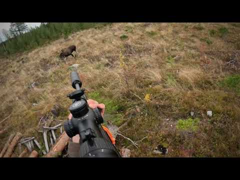 Älgjakt i Norrland. Skjuter 18-taggare