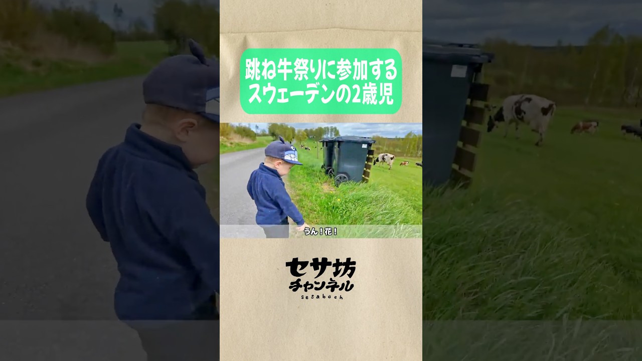 跳ね牛祭りに参加するスウェーデンの2歳児