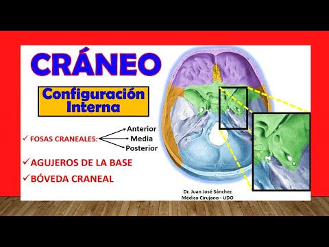 🥇 CRANIAL PASSAGES. Holes at the base of the Skull. Internal Configuration