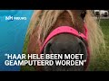Vriendinnen doen er alles aan om pony Lovely te redden