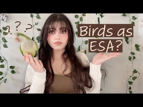 YouTube video about: Can a bird be a service animal?