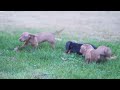 Miniature Dachshund dogs for sale: Skye - Video 1
