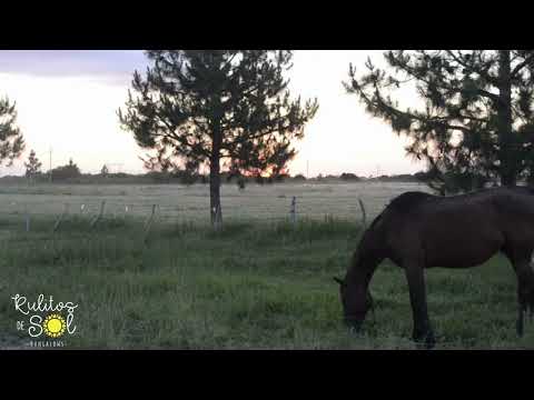 Video de Rulitos de Sol