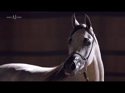 D SHAHHAR - Junior Colt Contender, KIAHF 2023 Title Show