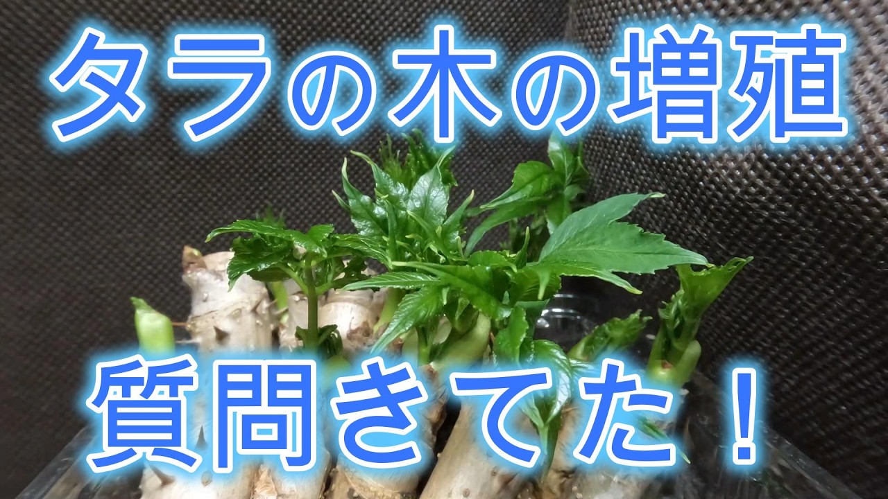 タラの木の増殖はいつでもできる！　すぐにヤレ！