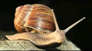 Lumaca Lumachina - (Mathieu le Voyeur ft. Dj l'Escargot)