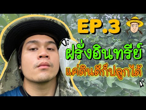 [ไปฟาร์มก่อน] EP. 3 ฝรั่งแบบอินทรีย์ แค่ดินดีก็ปลูกได้