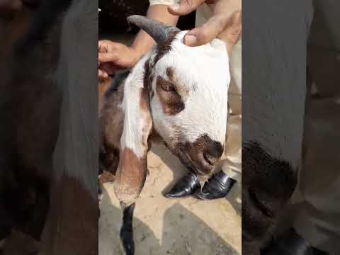 , title : 'listeriosis #goat #viral #youtubeshorts'