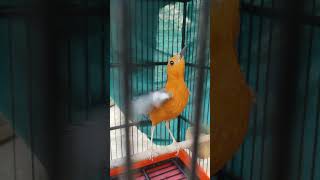 Download lagu Pancingan anis merah birahi betina ngleper, buat jantan cepat teler mp3 Download lagu Pancingan anis merah birahi betina ngleper, buat jantan cepat teler mp3