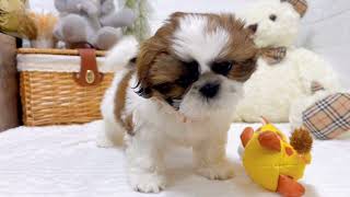 シーズーの動画02