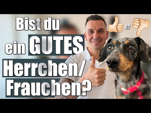 Diese 5 Eigenschaften MUSST du haben als Hundebesitzer