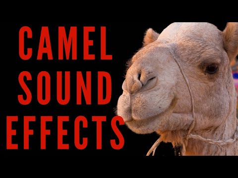 CAMEL SOUND EFFECTS - What Kind Of Noise Do Camels Make