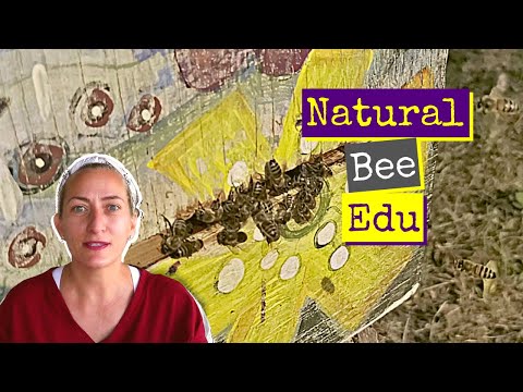 , title : 'Natural Bee Keeping Education | VLOG'