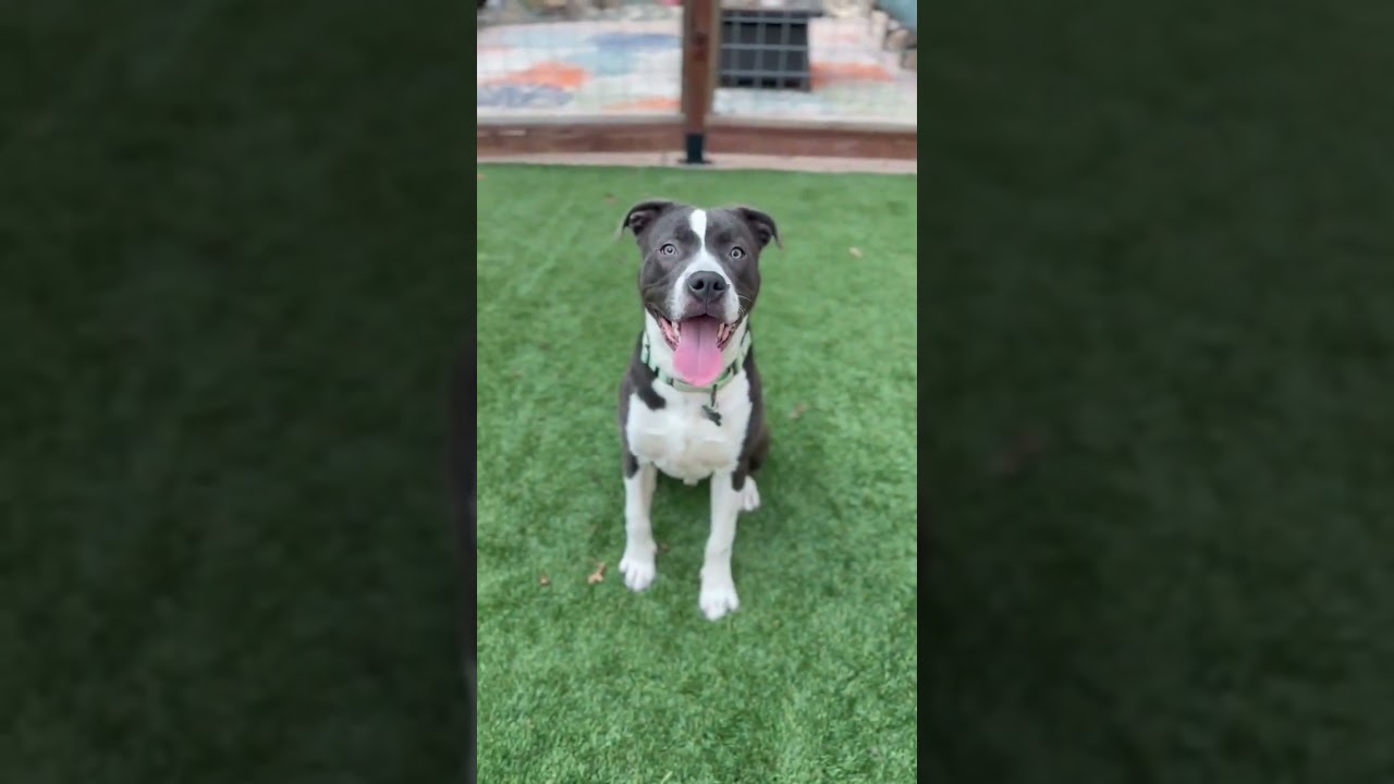 Enlarge Brody, a ADOPTABLE mixed breed in Citrus Heights, CA video 6/6