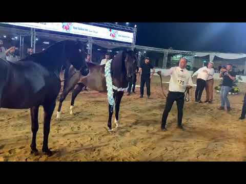 MARIUS MADONNA KA QR MARC & FS MAGNUMS MADONNA BY MAGNUM PSYCHE